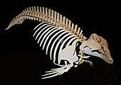 Pygmy Sperm Whale Skeleton