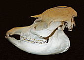 Brazilian Tapir Skull