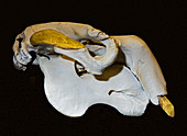 Dugong Skull