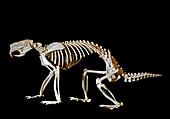 North American Porcupine Skeleton