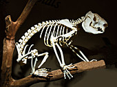 Koala Skeleton