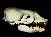 Crab Eating Seal Skull