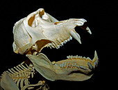 Gelada Baboon Skull