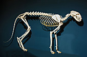 Domestic House Cat Skeleton
