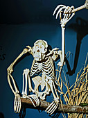 Sumantran Orangutan Skeleton