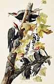 Audubon's Pileated Woodpeckers