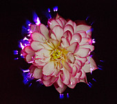 Corona Discharge of a Lotus Flower