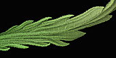 Cannabis Leaf SEM