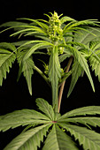 Male Flower of Cannabis Plant