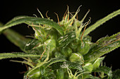 Marijuana Bud showing Seeds