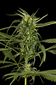 Marijuana Bud Developing Seeds