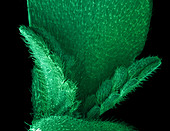 Cannabis Seedling, SEM