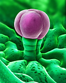 SEM Cannabis Trichome