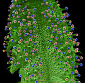 Trichomes on Marijuana, SEM