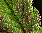 Cannabis Trichomes, SEM