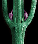 SEM Male Flower of Cannabis Plant