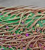 Stem of Marijuana Plant, SEM