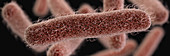 Drug-Resistant Shigella Bacteria, 3D Model