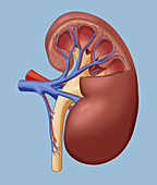 Healthy Kidney, Cutaway, Illustration