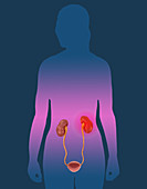 Kidney Pain, Illustration