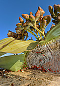 Welwitschia mirabilis in the Namib Desert