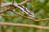 Twig Snake