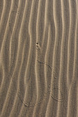 Insect Tracks on Dune