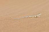 Wedge-Snouted Sand Lizard