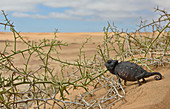 Namaqua Chameleon