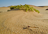 Namib Desert Dune Ant