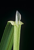 Wild oat leaf ligule