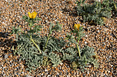 Yellow horned poppy