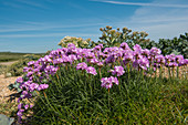 Sea thrift