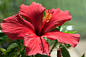 Hibiscus flower