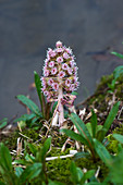 Butterbur