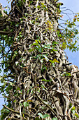 Ivy around a tree trunk
