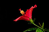 Hibiscus flower opening