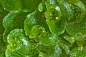 Liverwort, Lunularia