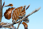 Frost on beech leaves