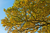 Oak tree leaves in autumn
