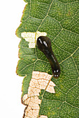 Cherry slug sawfly