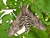 Convolvulus hawk moth