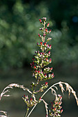 Common figwort flower