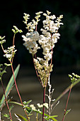 Meadowsweet flower