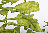 Tomato fern-leaf virus symptom