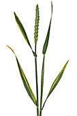 Wheat Cephalosporium stripe
