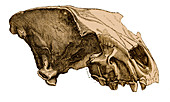 Cave Hyena Skull, Illustration