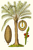 Cycas circinalis, Illustration