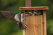 Tree Swallow, Tachycineta bicolor