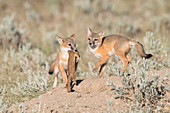 Juvenile Swift Foxes with Prey